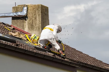 Fachgerechte Entfernung eines Wespennestes in Fürth durch einen Kammerjäger